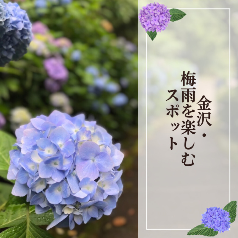 紫陽花cover