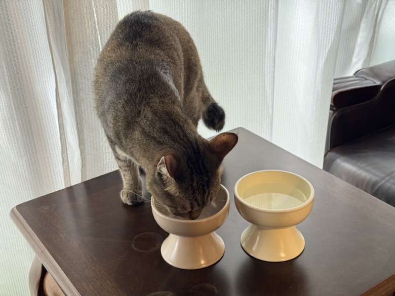 cat-hotel
